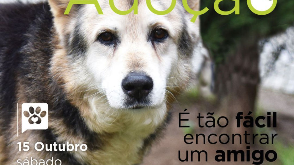 campanha adoção pata gaia