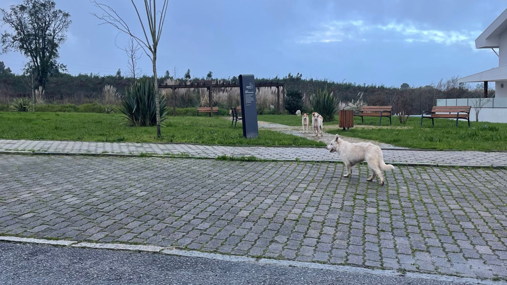 Conjunto de cães vadios, avistado frequentemente ao final da tarde, procura comida e tenta atacar cães domésticos, segundo moradores.