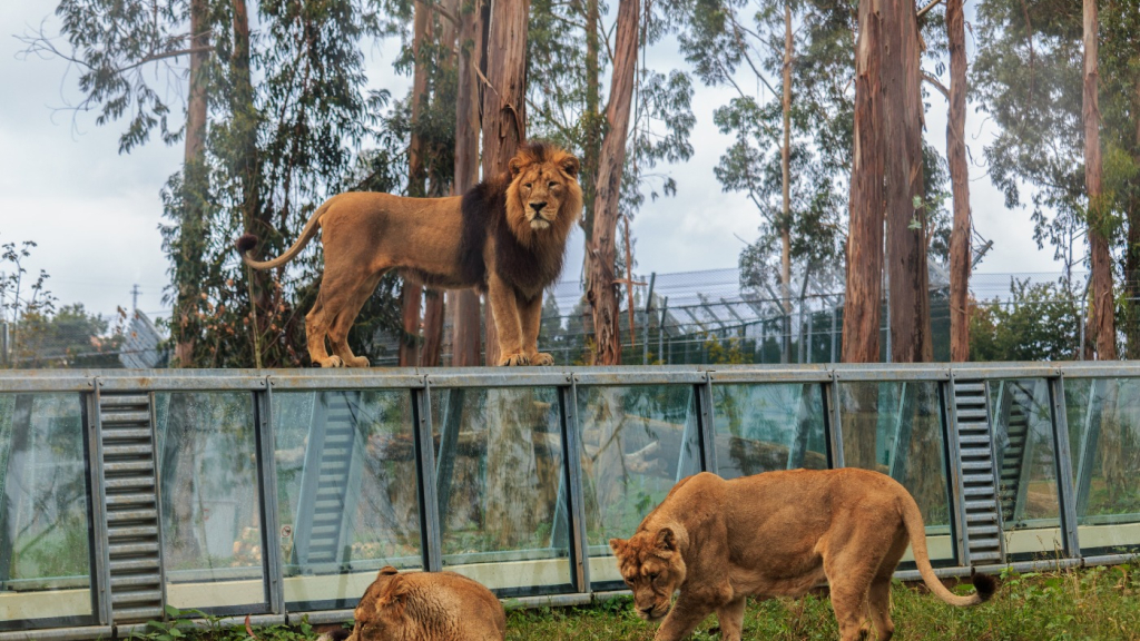 Alguns dos animais que podem ser vistos no Zoo Santo Inácio