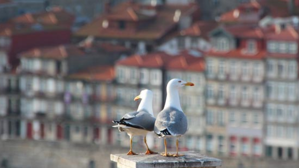 Gaivota na cidade do Porto