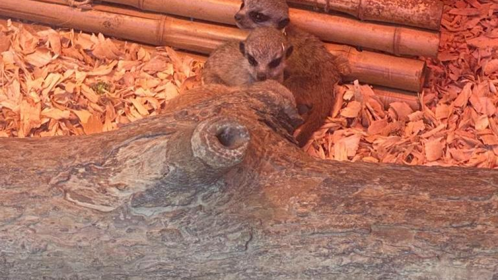 Suricatas recém nascidas no Zoo de Santo Inácio