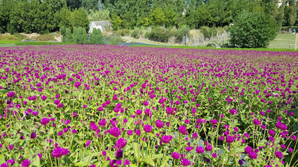 Um dos campos de perpétuas do Cantinho das Aromáticas