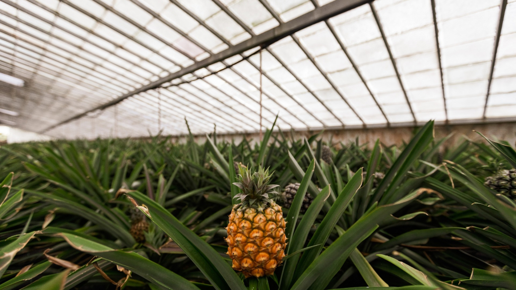 O ananás  é um dos produtos proveniente dos fornecedores nacionais